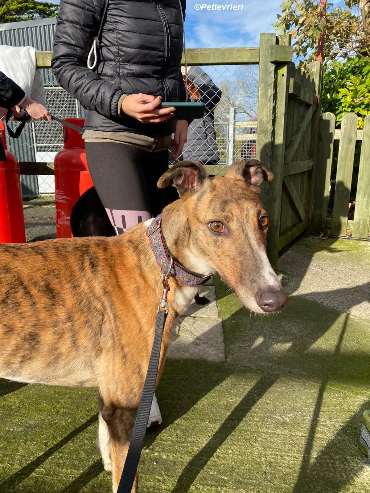 Arrax adozione levrieri greyhound 13