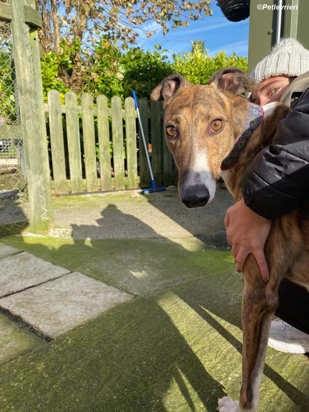 Arrax adozione levrieri greyhound 14