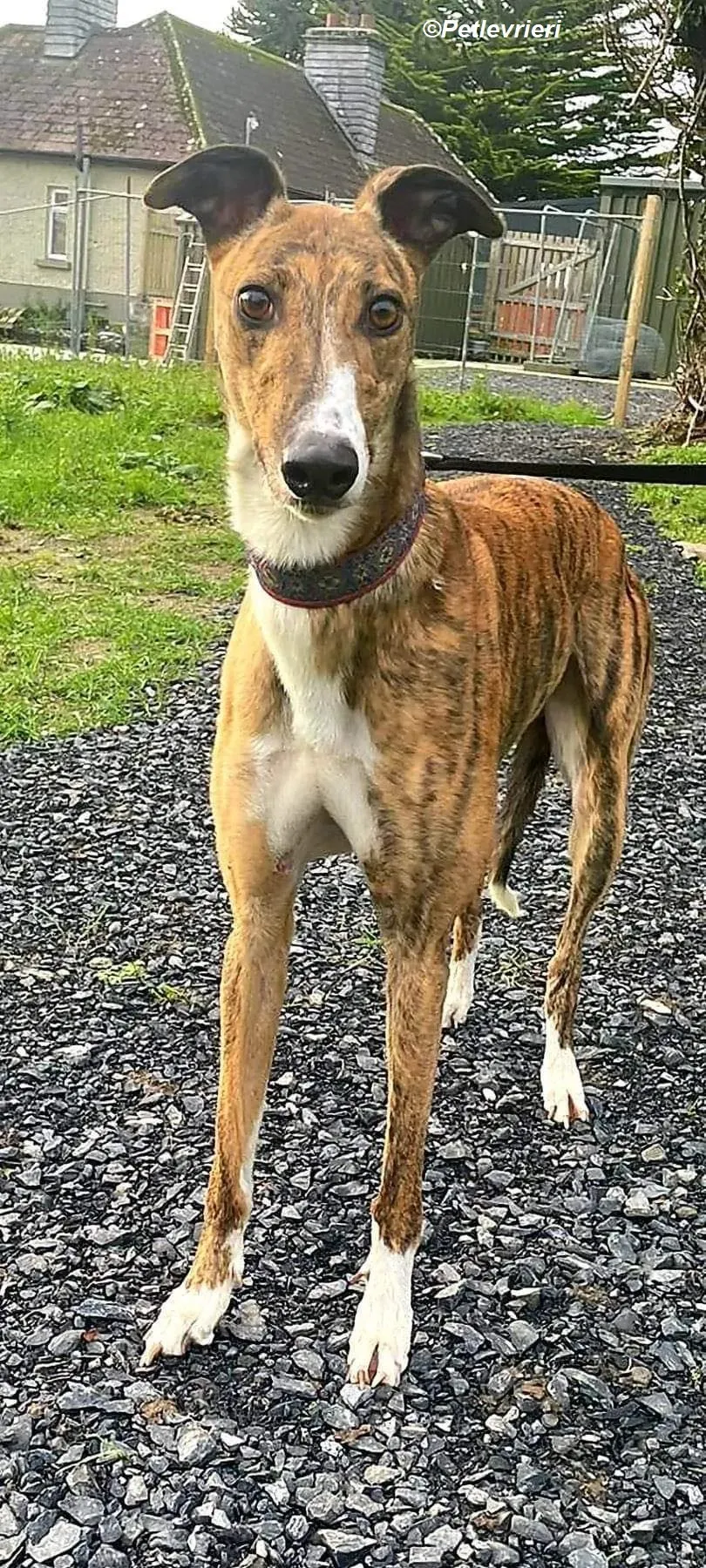 Arrax adozione levrieri greyhound 15
