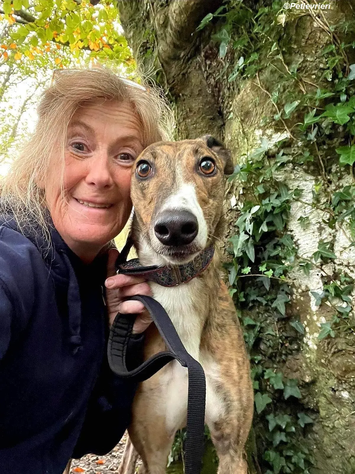 Arrax adozione levrieri greyhound 16