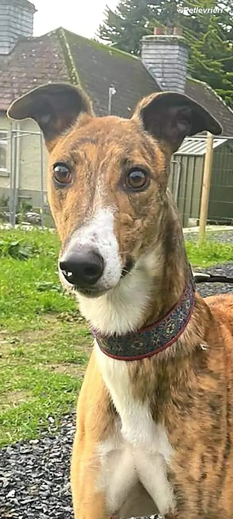 Arrax adozione levrieri greyhound 17