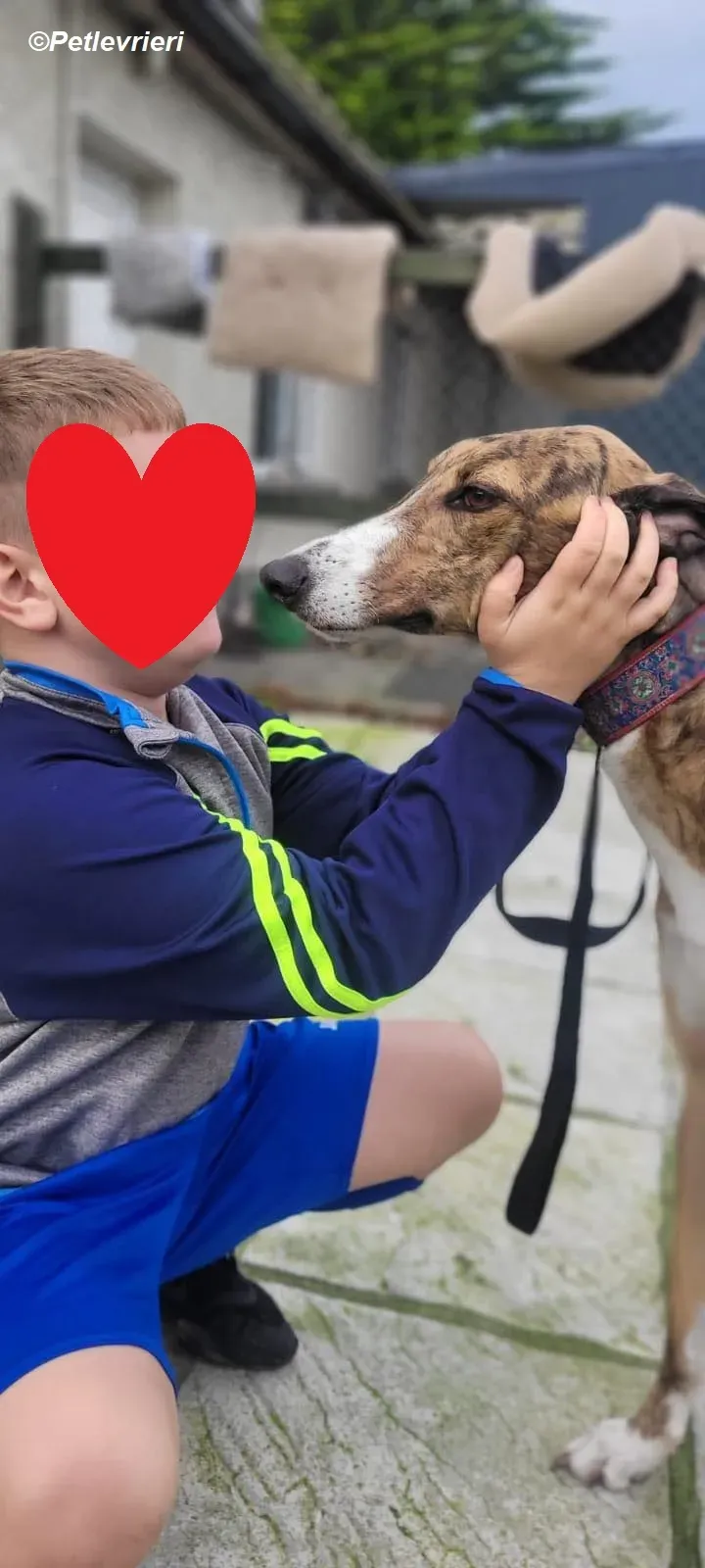 Arrax adozione levrieri greyhound 18