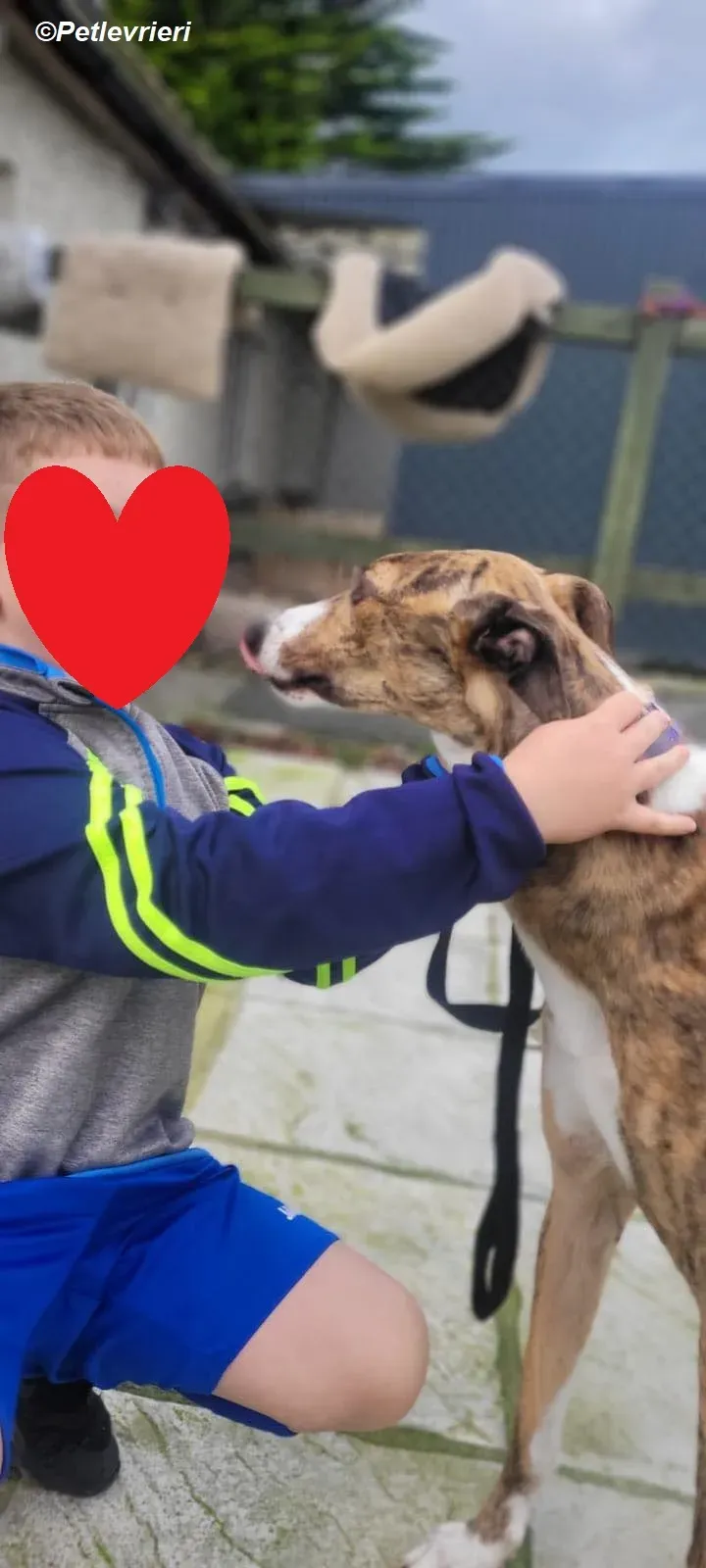 Arrax adozione levrieri greyhound 19