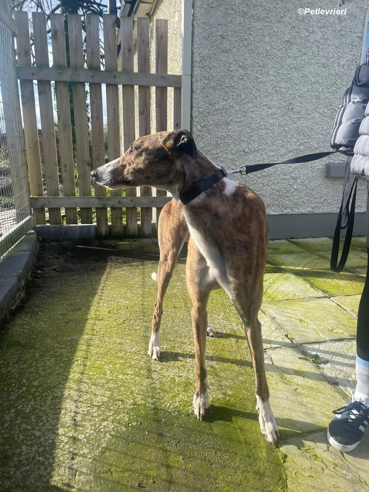 Arrax adozione levrieri greyhound 2