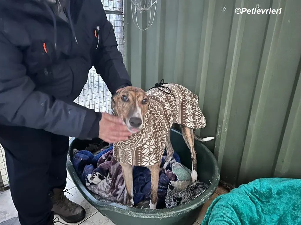 Arrax adozione levrieri greyhound 21