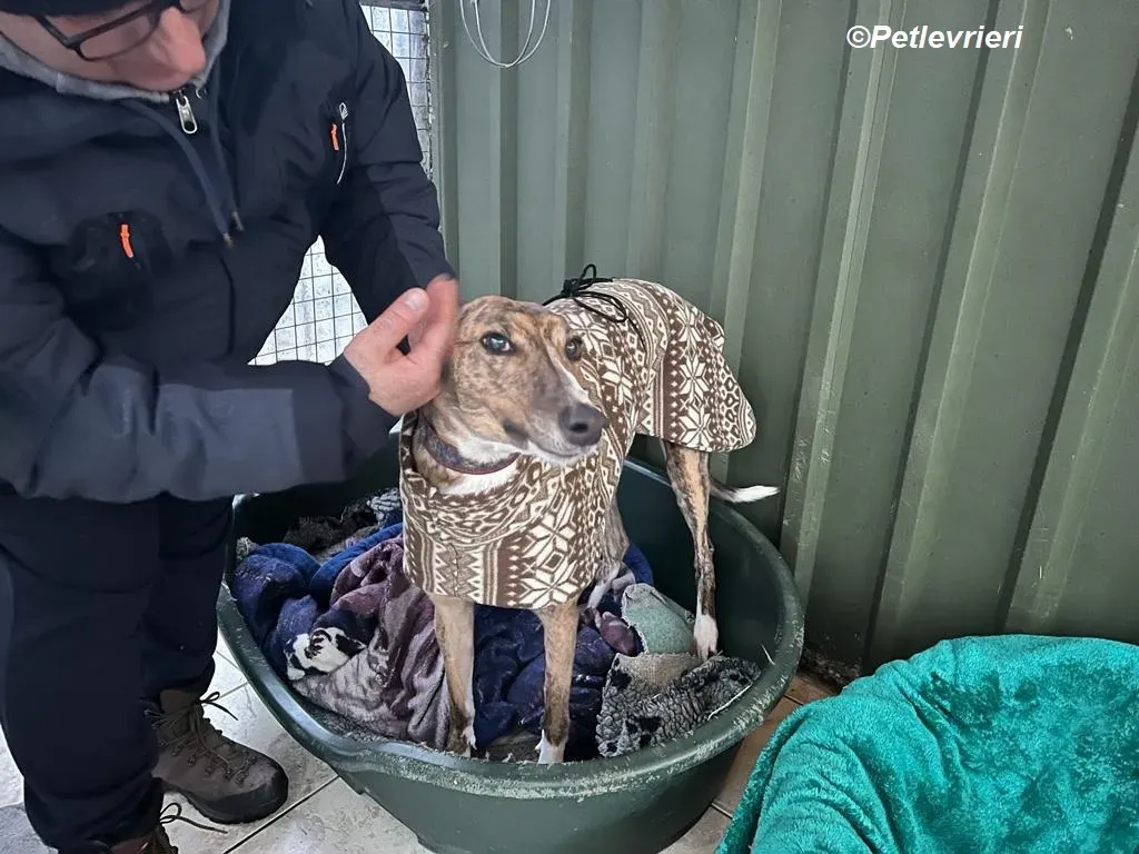 Arrax adozione levrieri greyhound 22