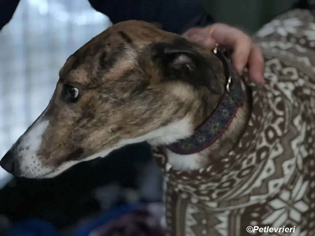 Arrax adozione levrieri greyhound 23