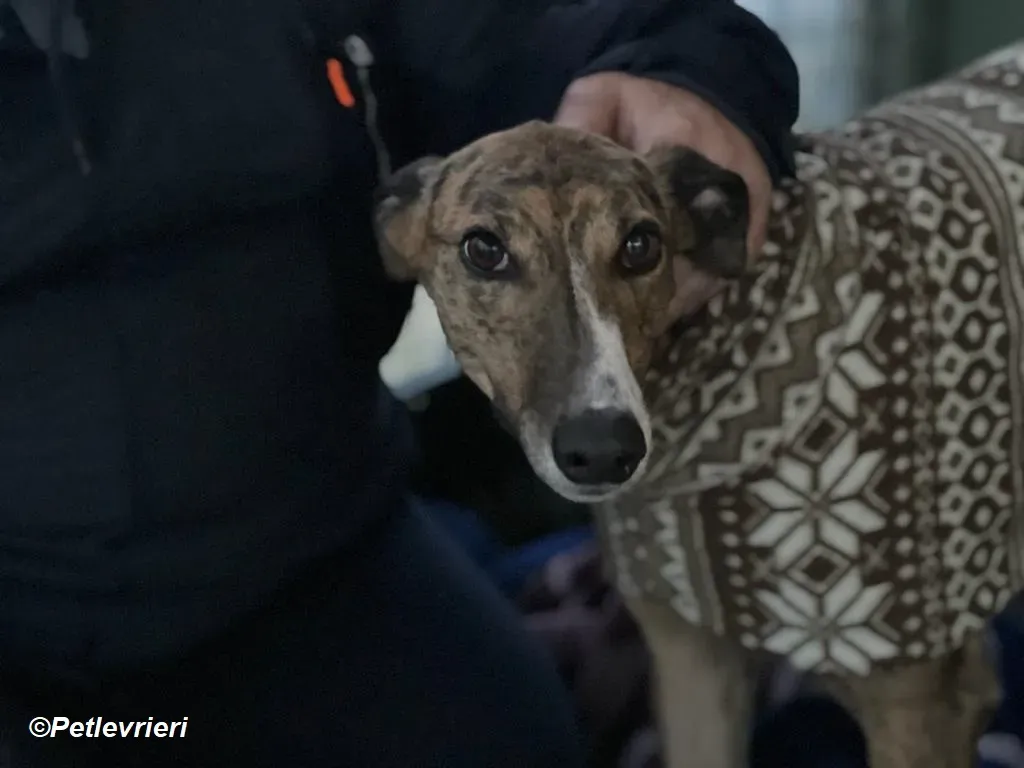 Arrax adozione levrieri greyhound 24