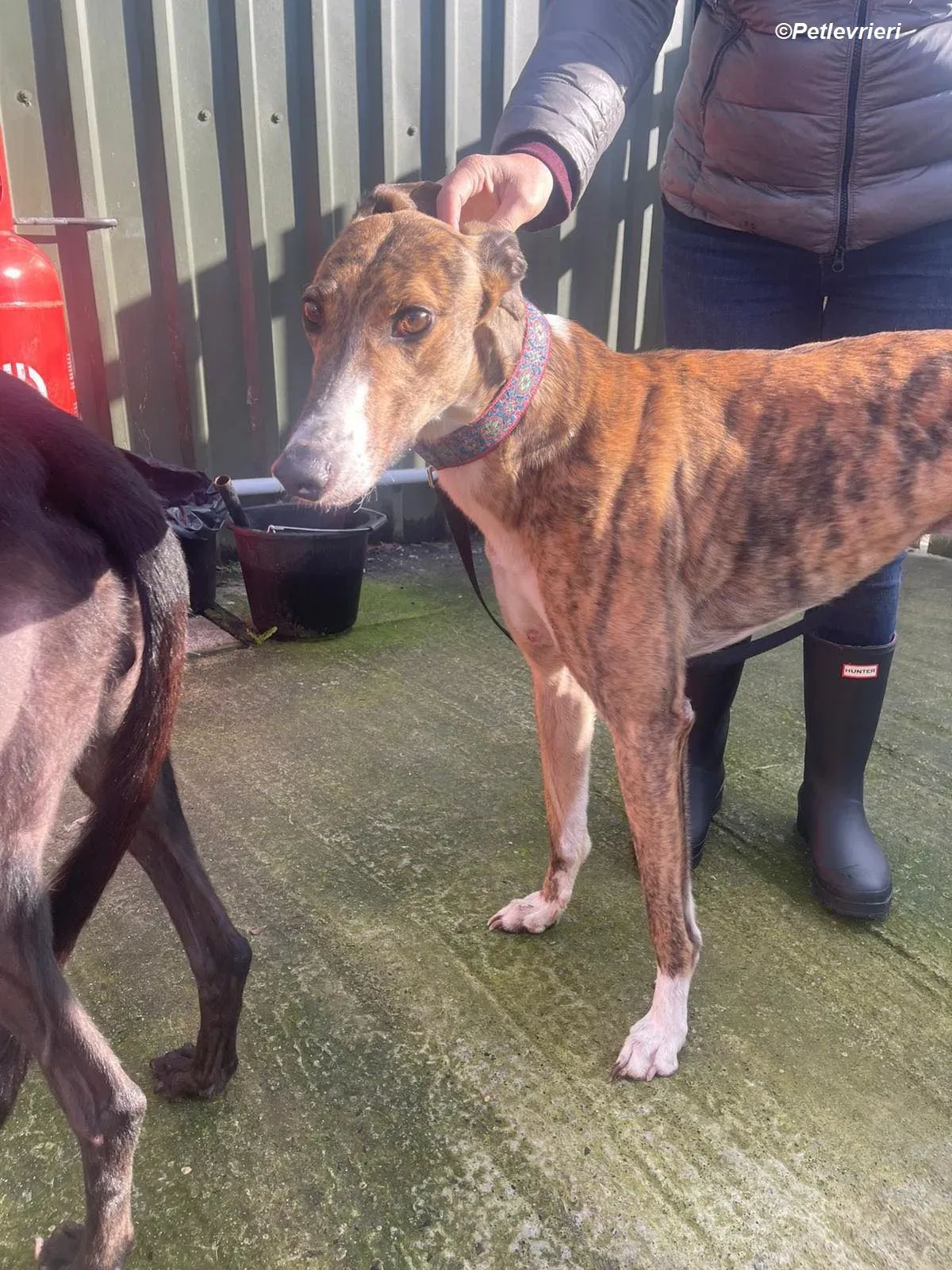 Arrax adozione levrieri greyhound 3