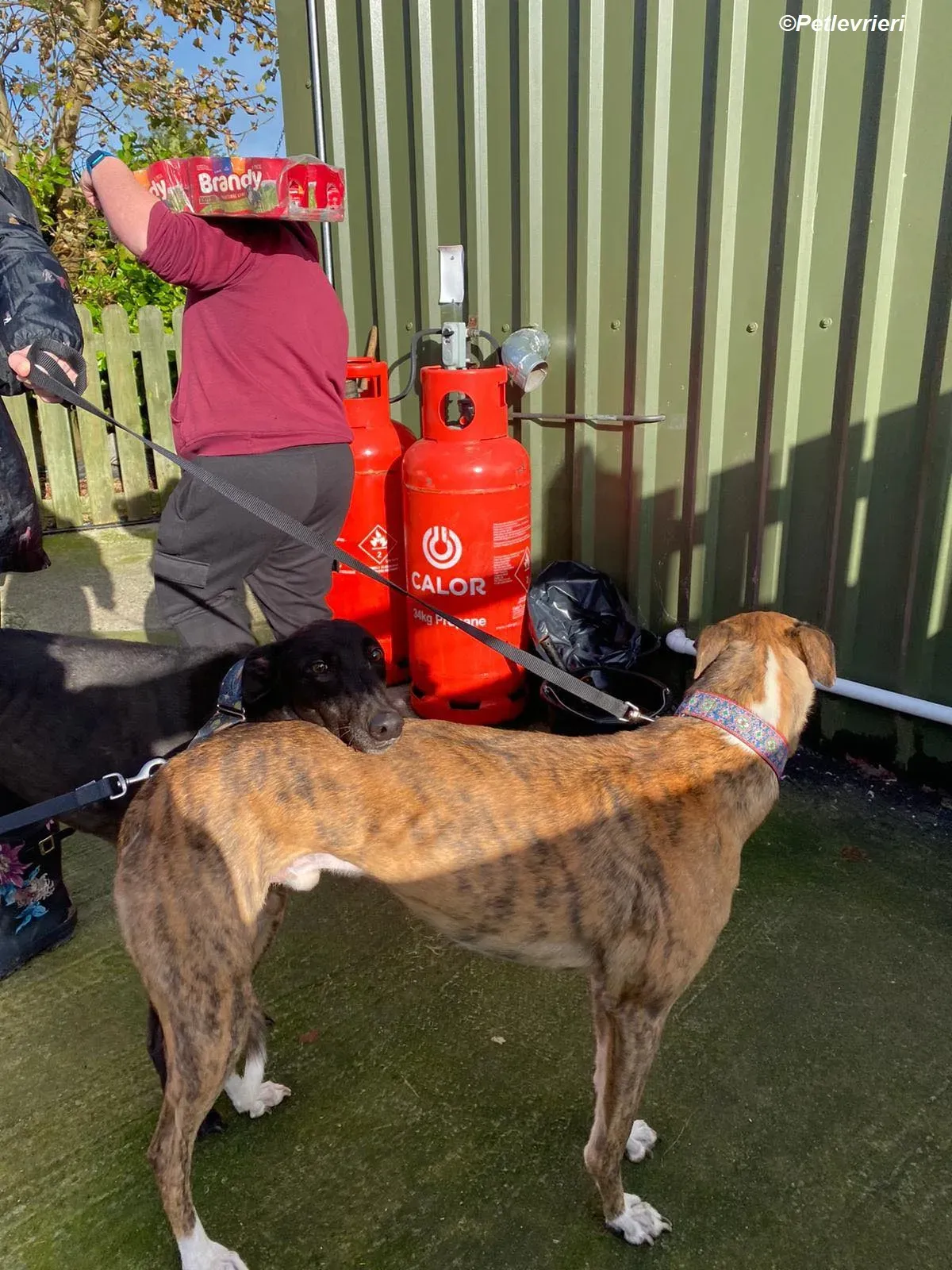 Arrax adozione levrieri greyhound 4