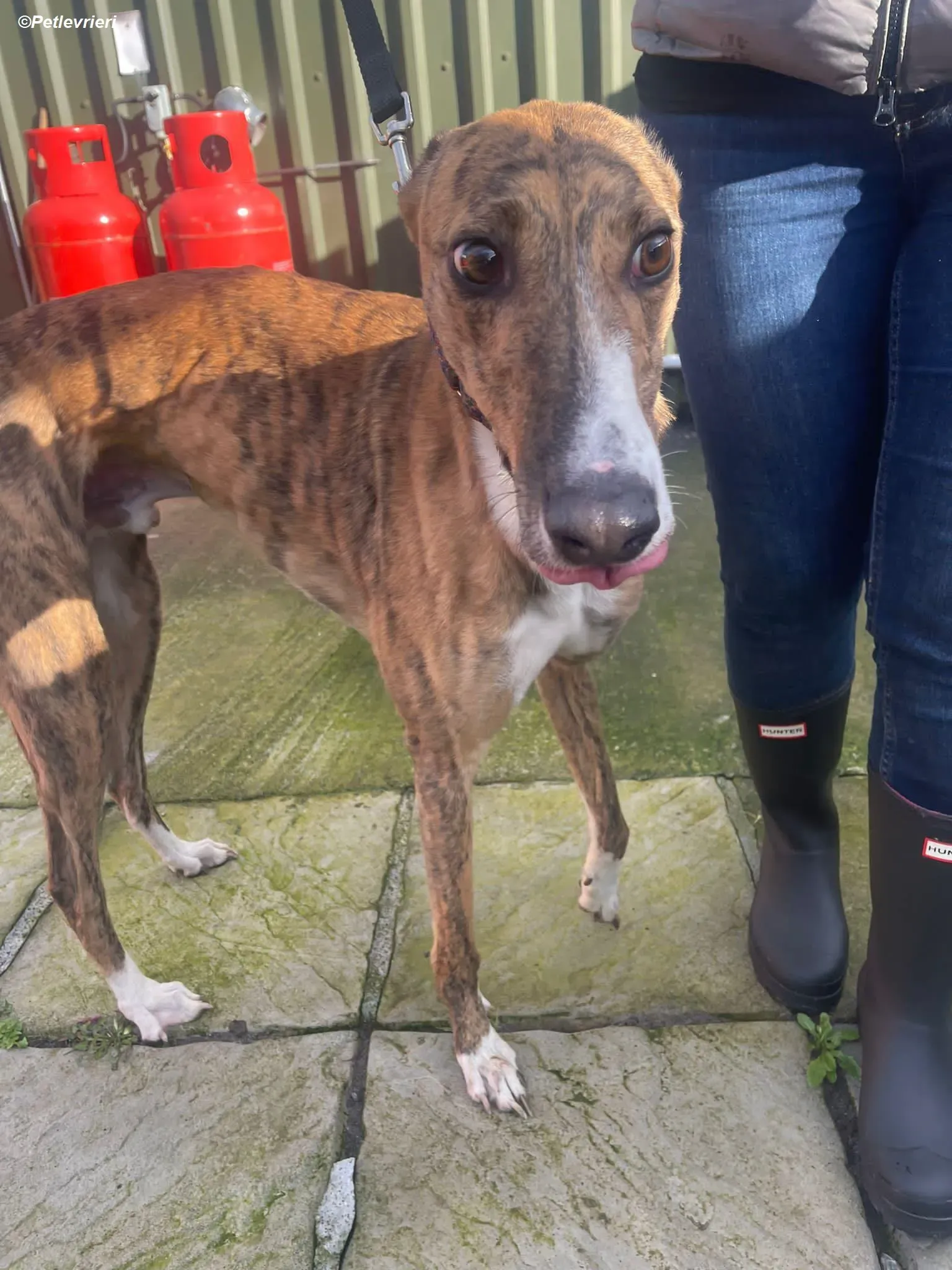 Arrax adozione levrieri greyhound 5