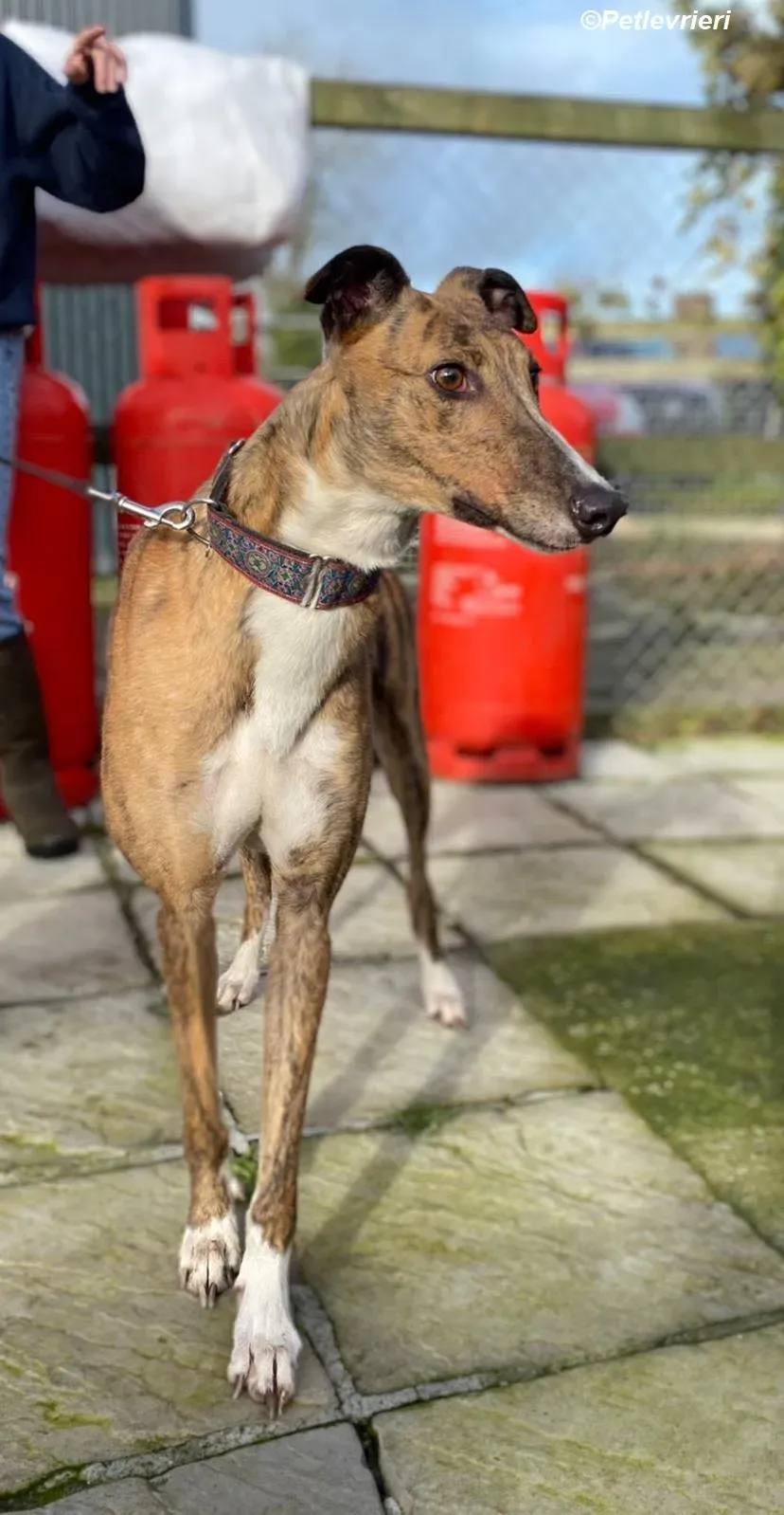 Arrax adozione levrieri greyhound 6