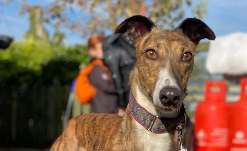 Arrax adozione levrieri greyhound 7 e1667684081856