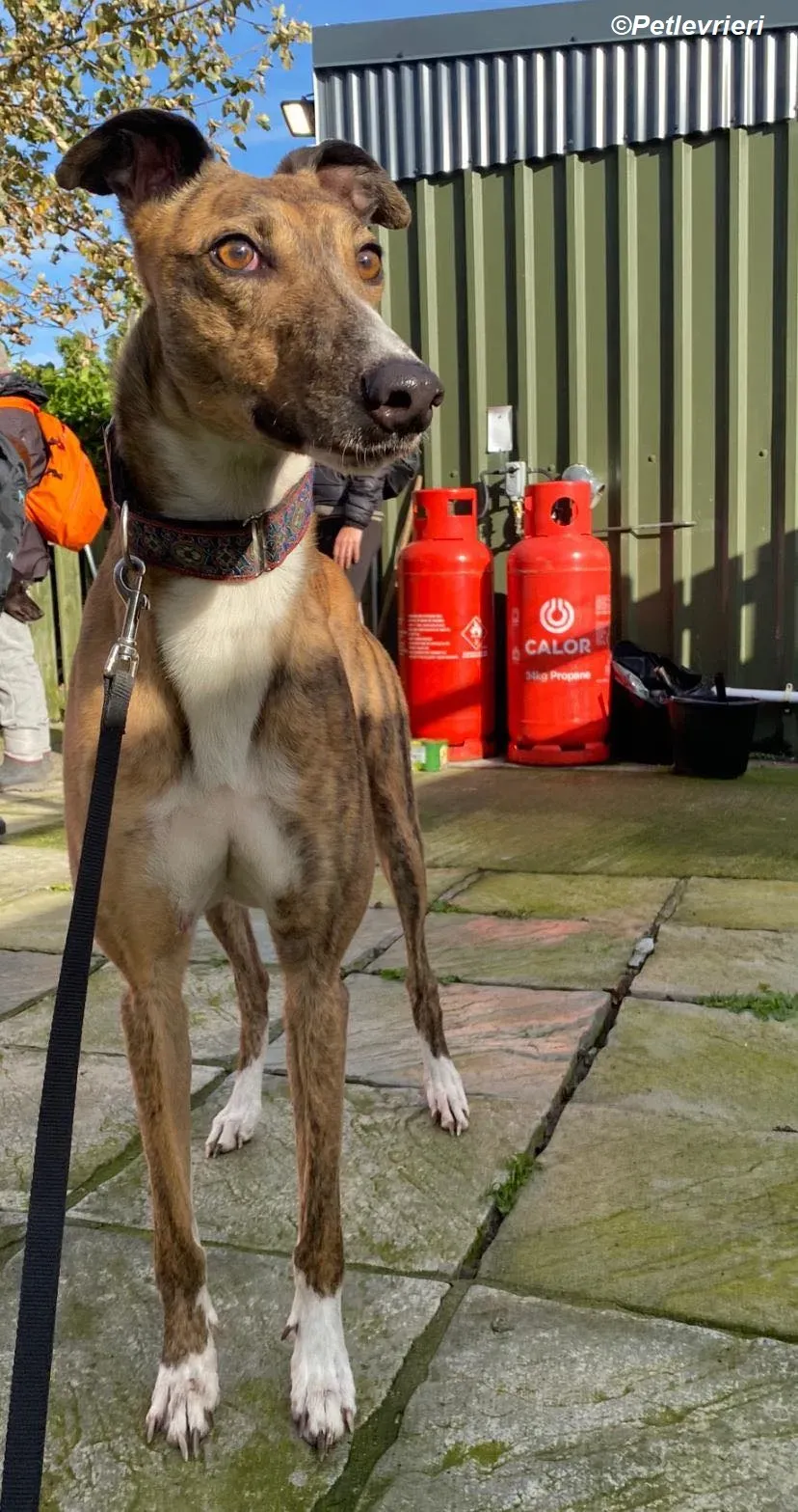 Arrax adozione levrieri greyhound 8