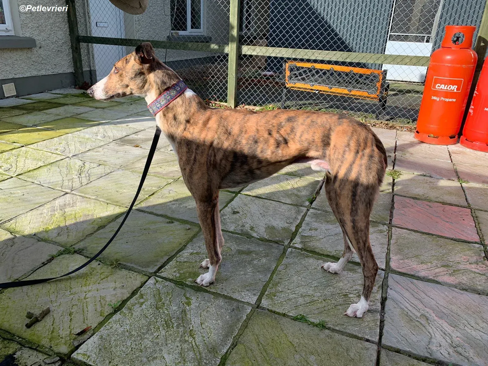 Arrax adozione levrieri greyhound 9