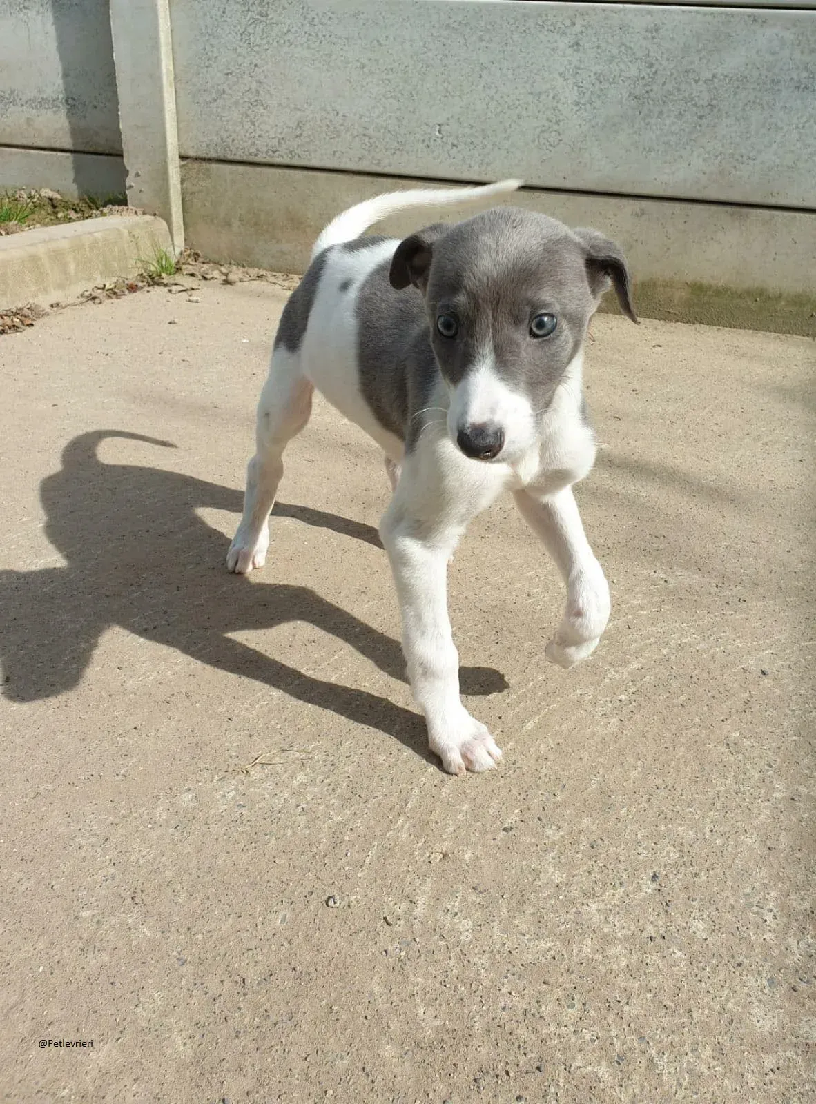 Arthur Greyhound adozione levrieri pet 1