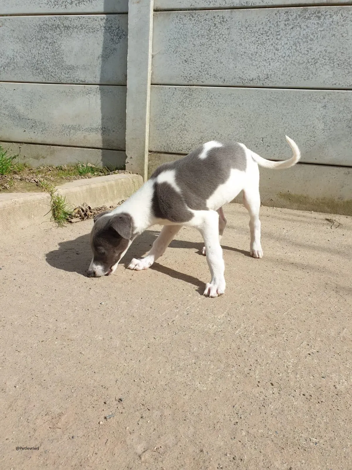 Arthur Greyhound adozione levrieri pet 2