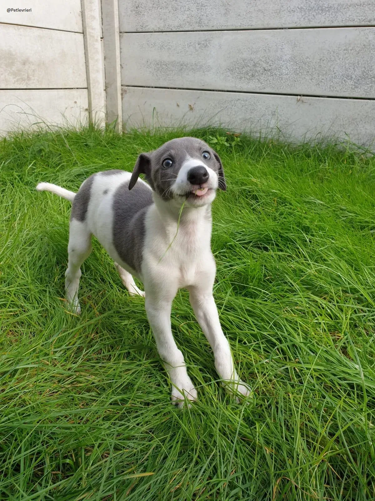 Arthur Greyhound adozione levrieri pet 3