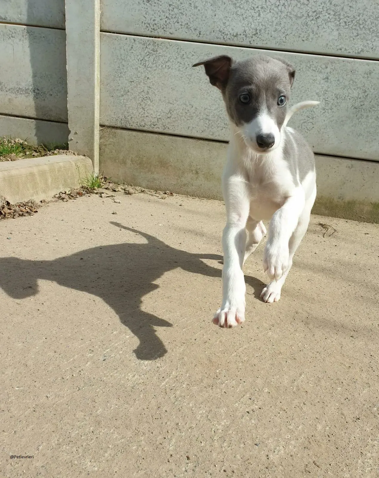 Arthur Greyhound adozione levrieri pet 5