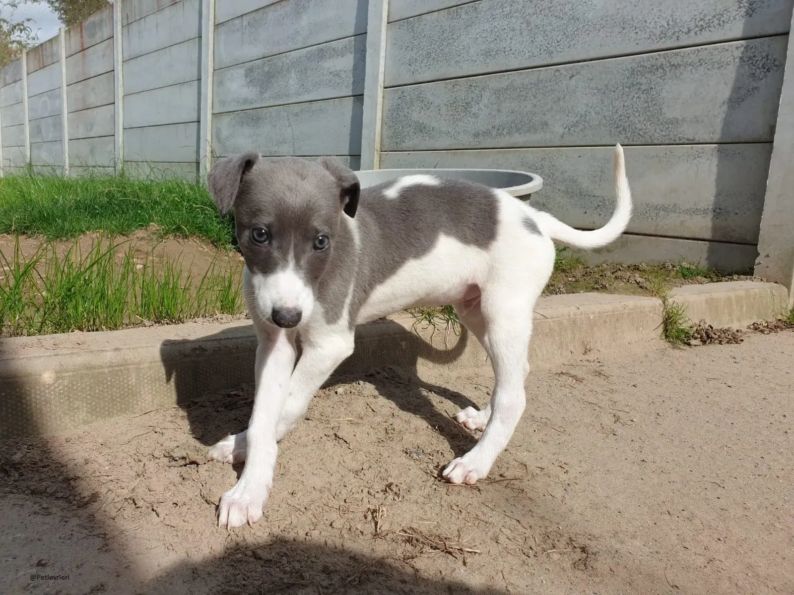 Arthur Greyhound adozione levrieri pet 6