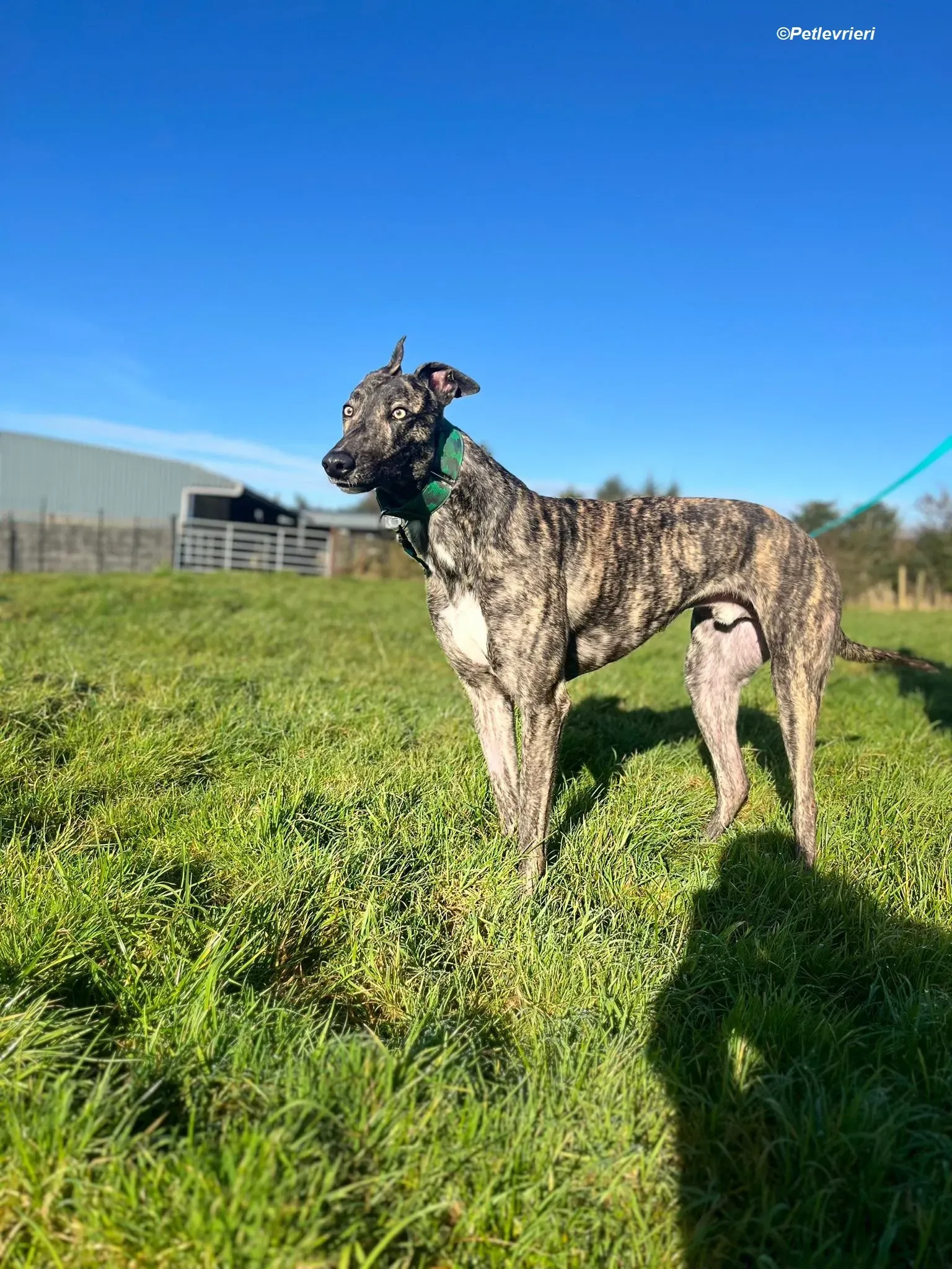 Arthur adozione levrieri greyhound 10