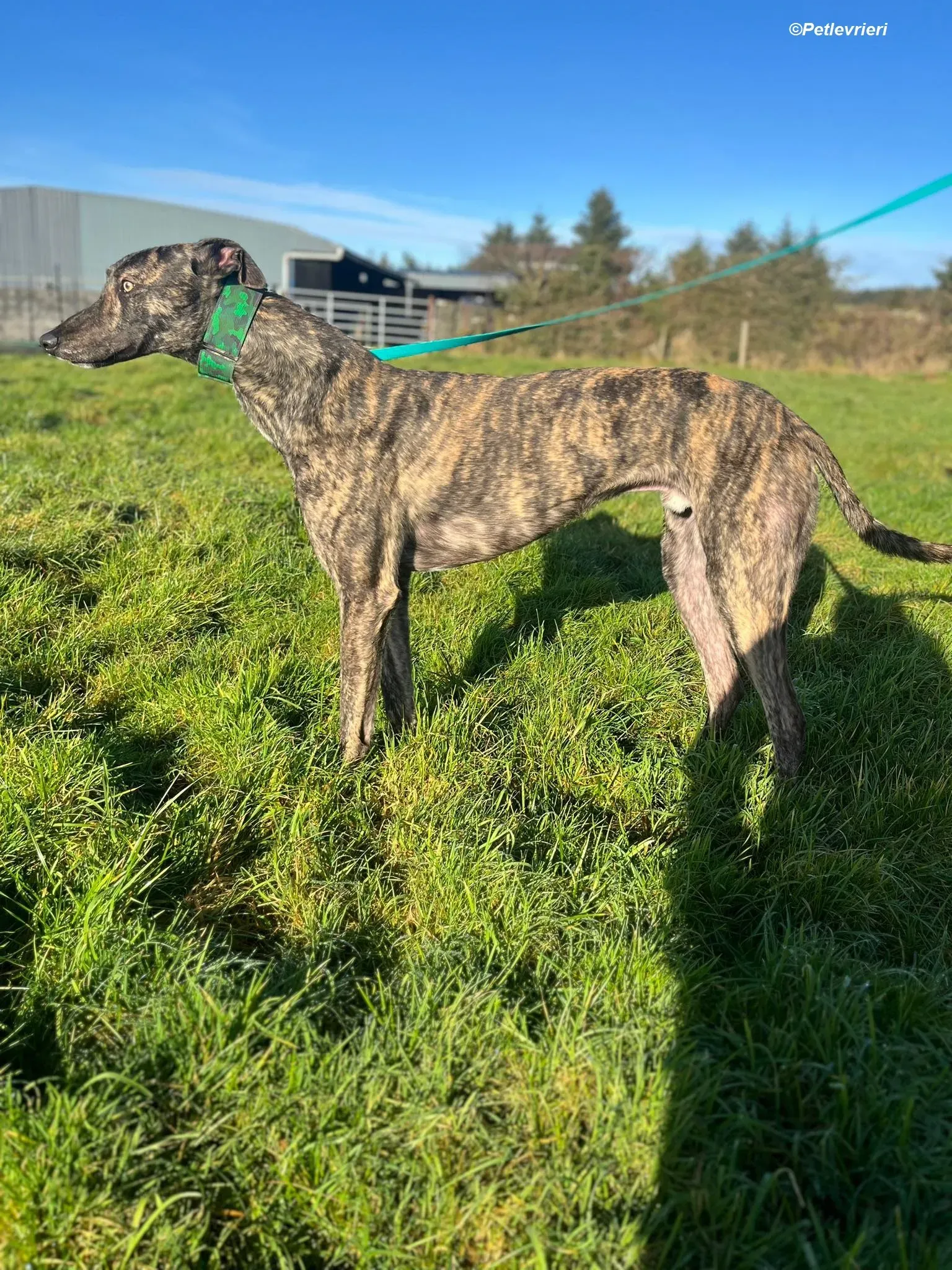 Arthur adozione levrieri greyhound 11