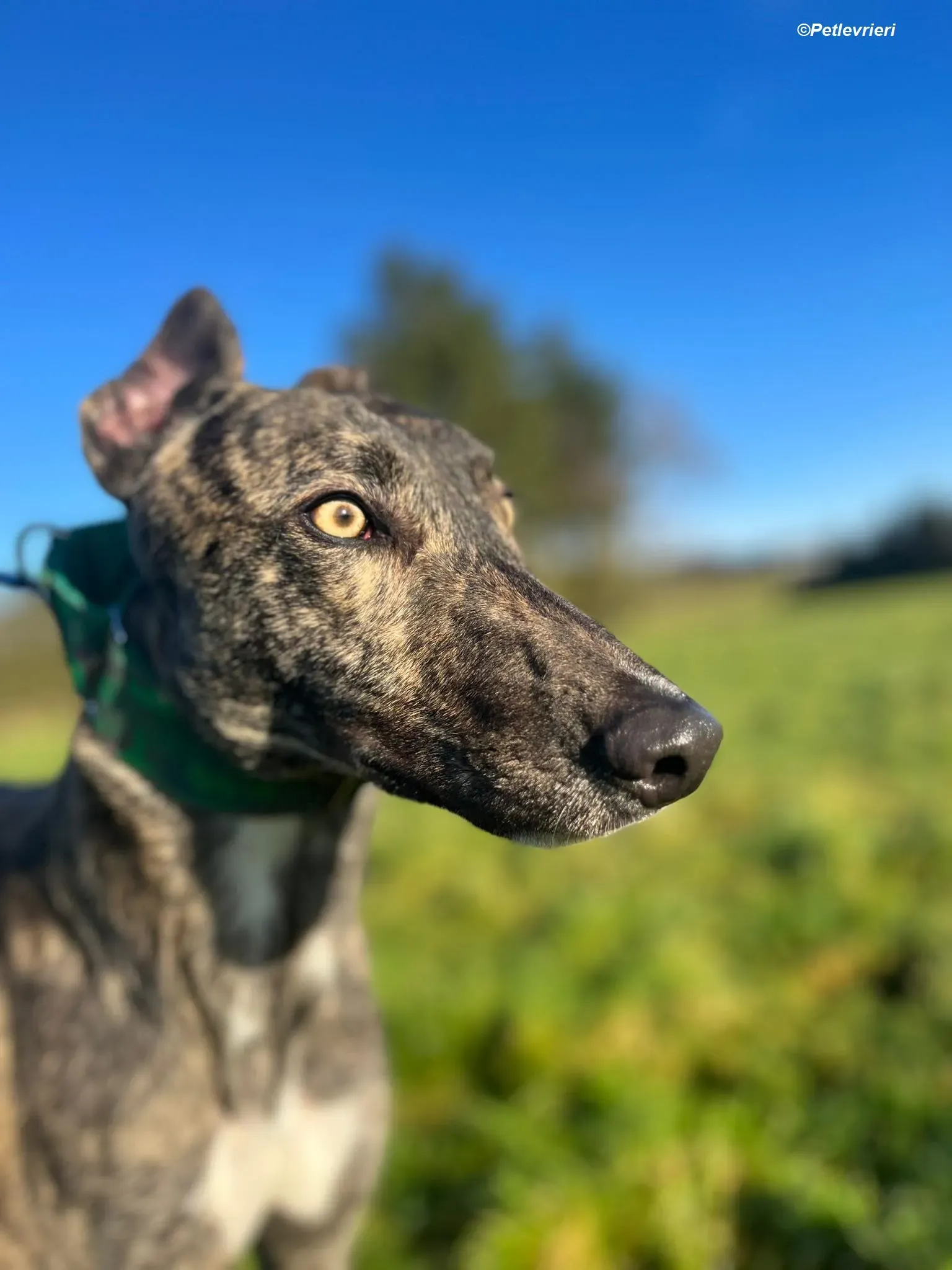 Arthur adozione levrieri greyhound 12