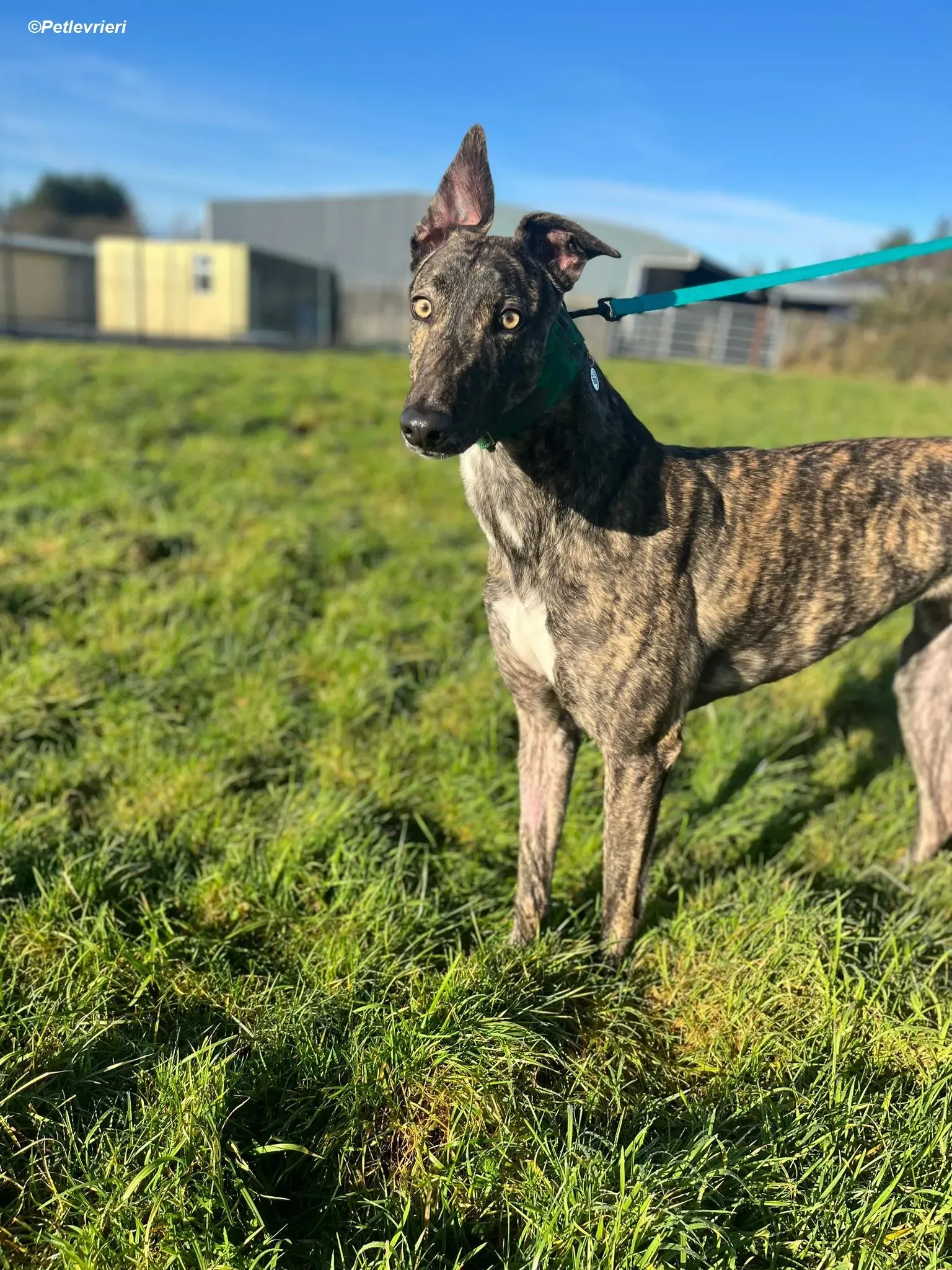 Arthur adozione levrieri greyhound 13