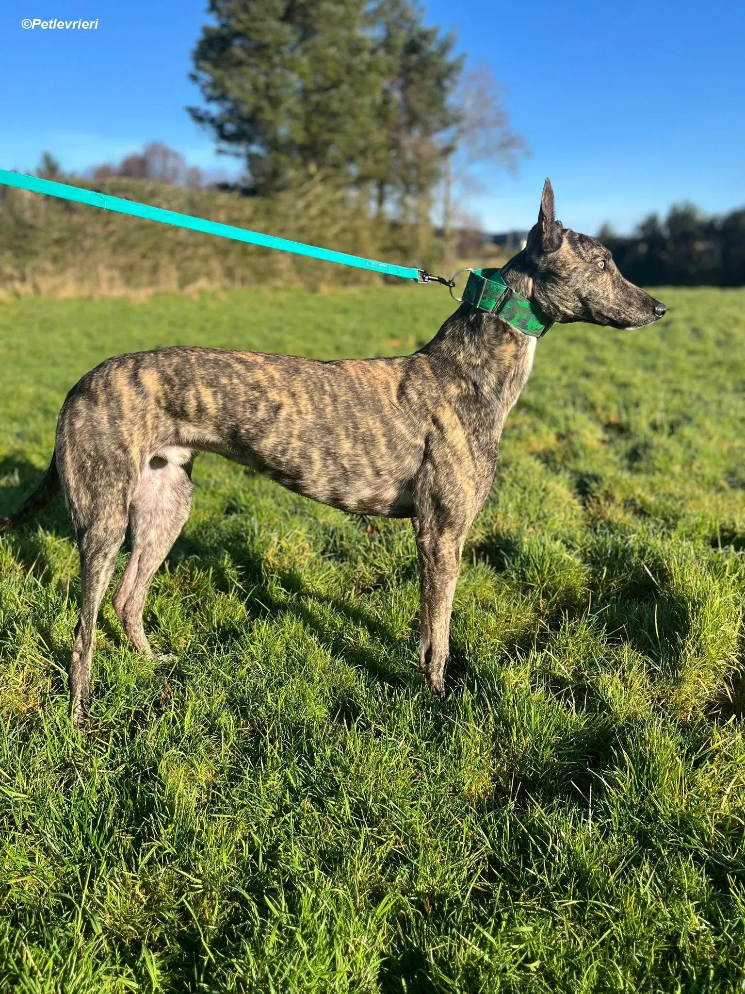 Arthur adozione levrieri greyhound 14