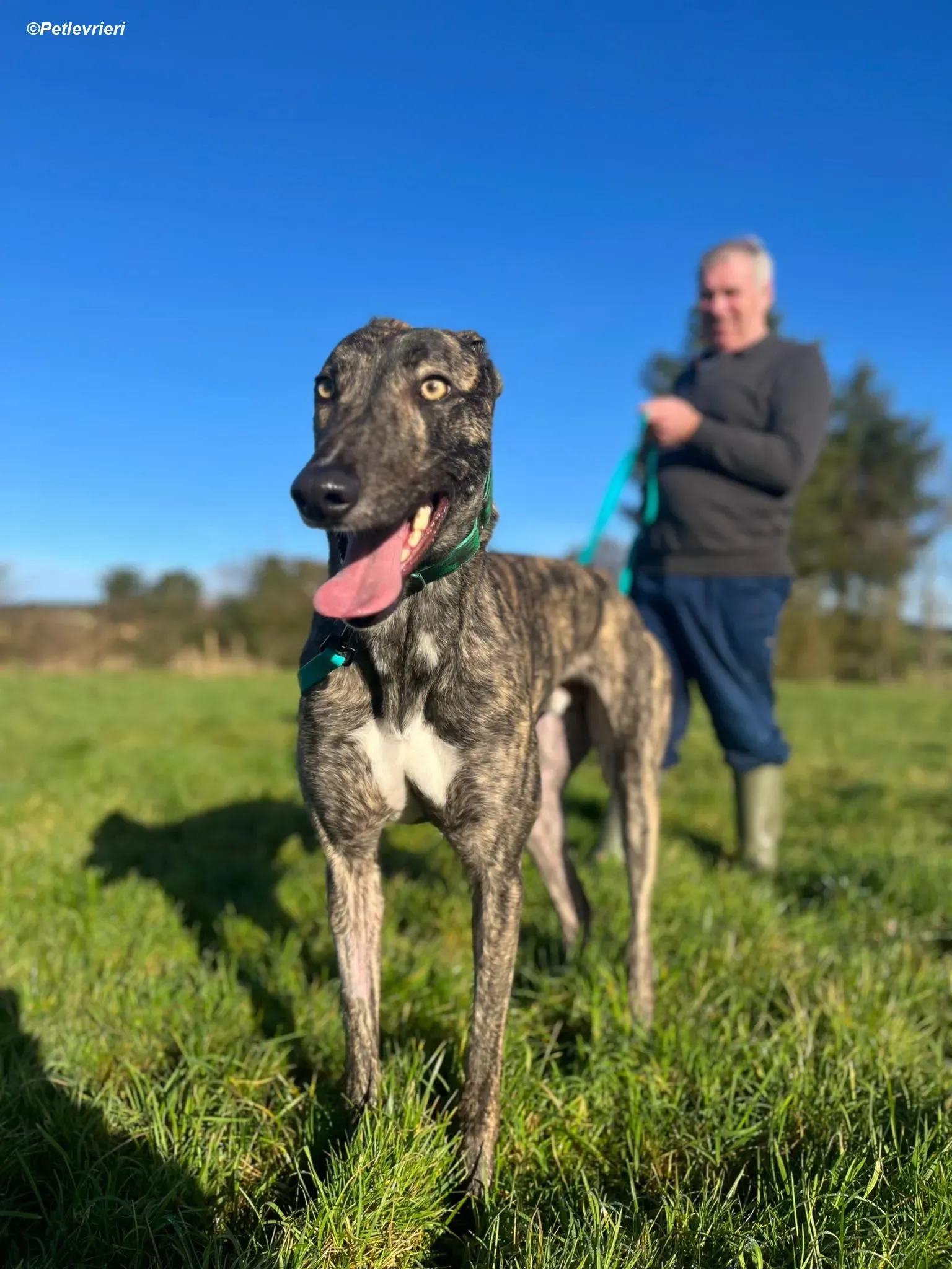 Arthur adozione levrieri greyhound 7