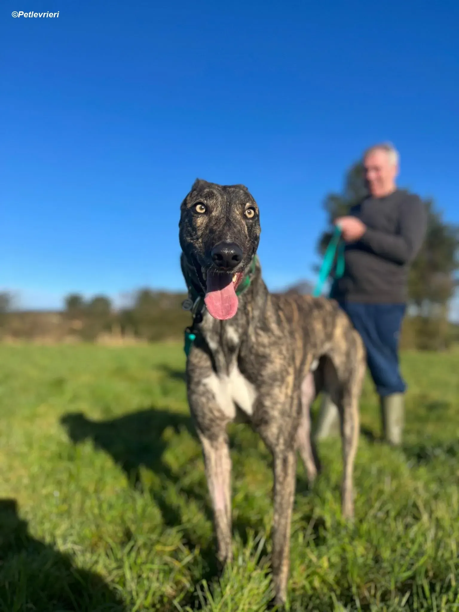 Arthur adozione levrieri greyhound 8