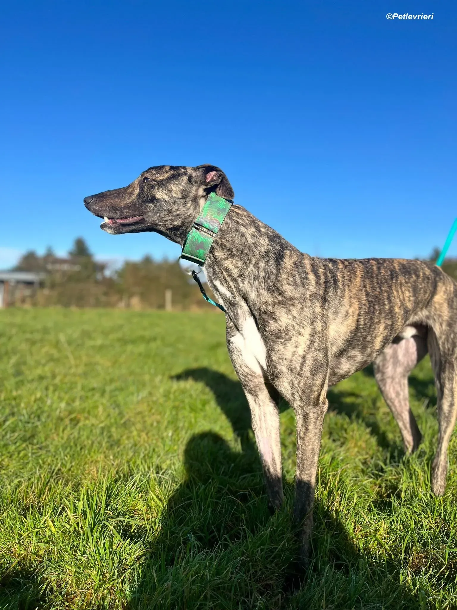 Arthur adozione levrieri greyhound 9