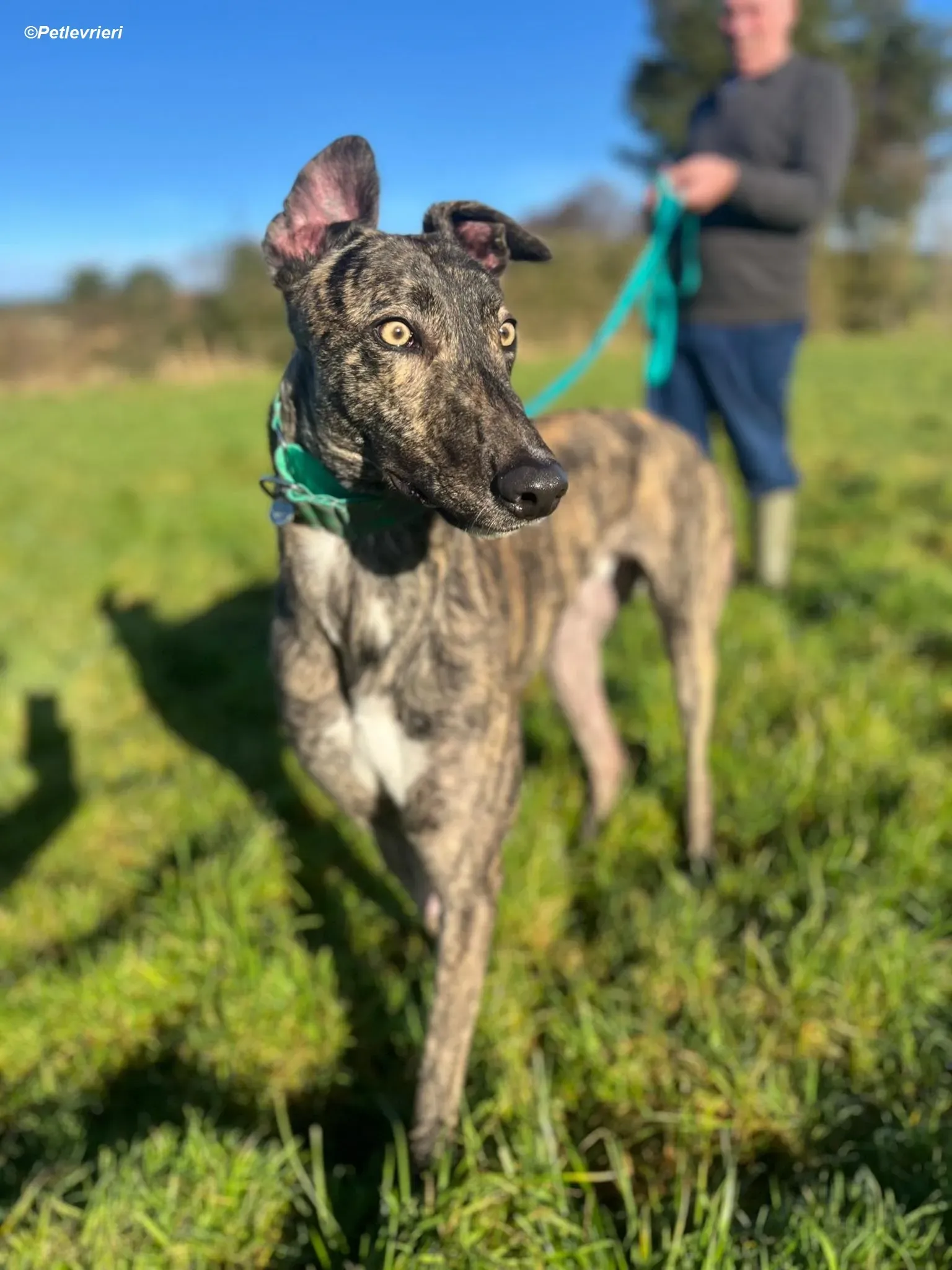 Arthur adozione levrieri greyhound 2