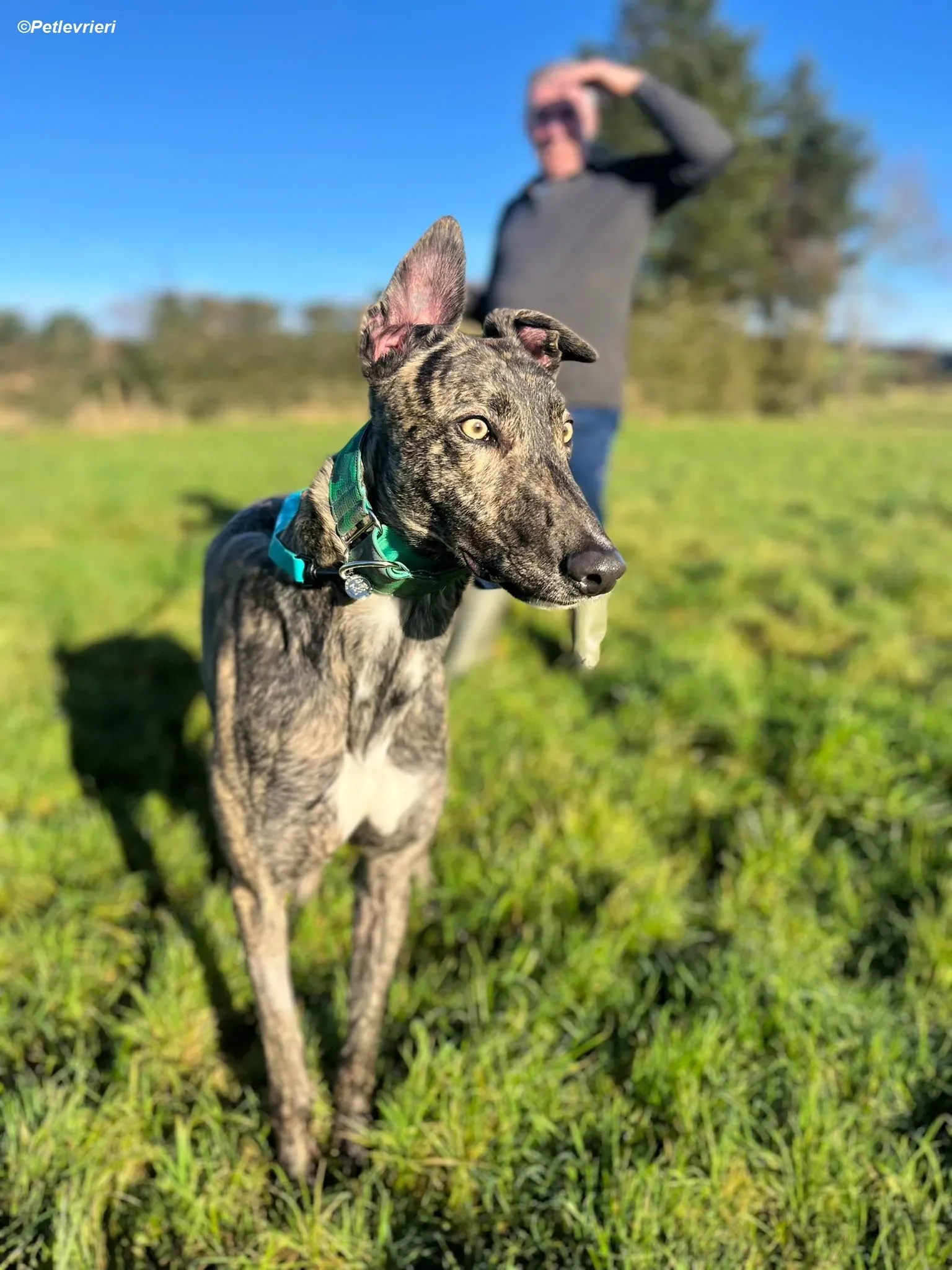 Arthur adozione levrieri greyhound 4