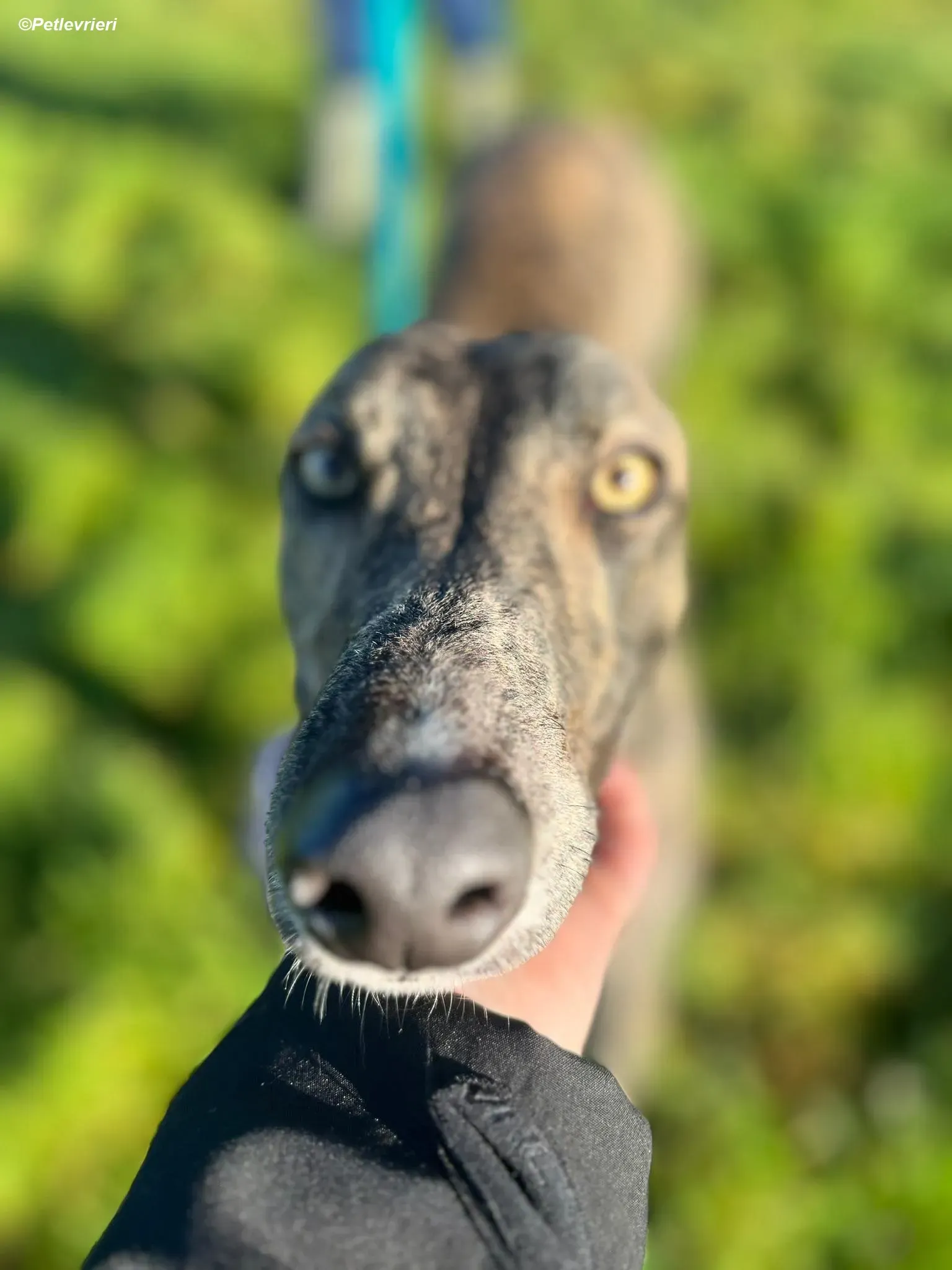 Arthur adozione levrieri greyhound 1