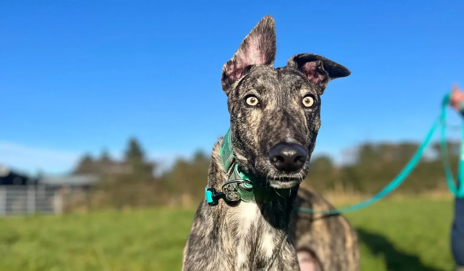 Arthur adozione levrieri greyhound 6 e1674544899138