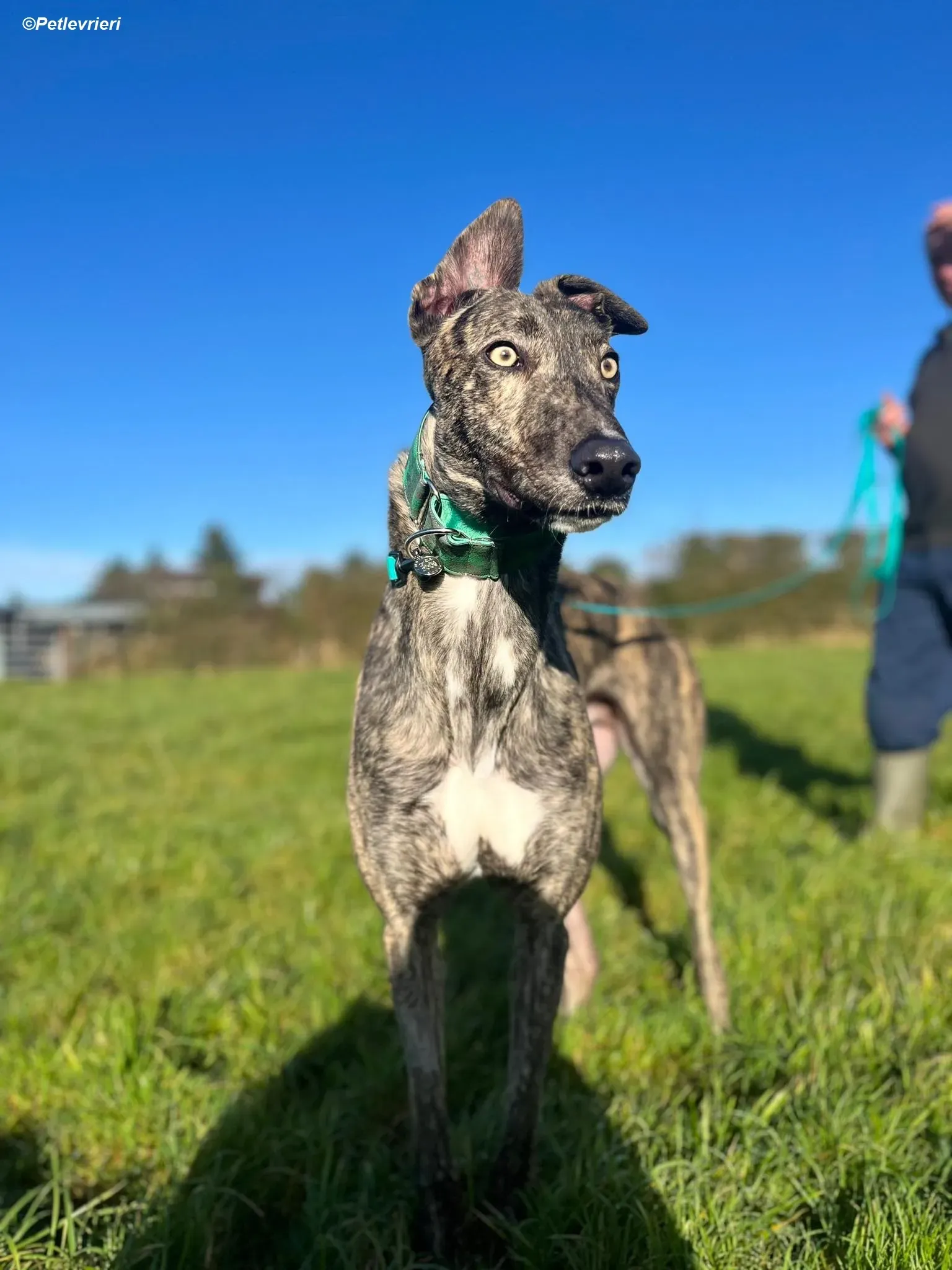 Arthur adozione levrieri greyhound 3