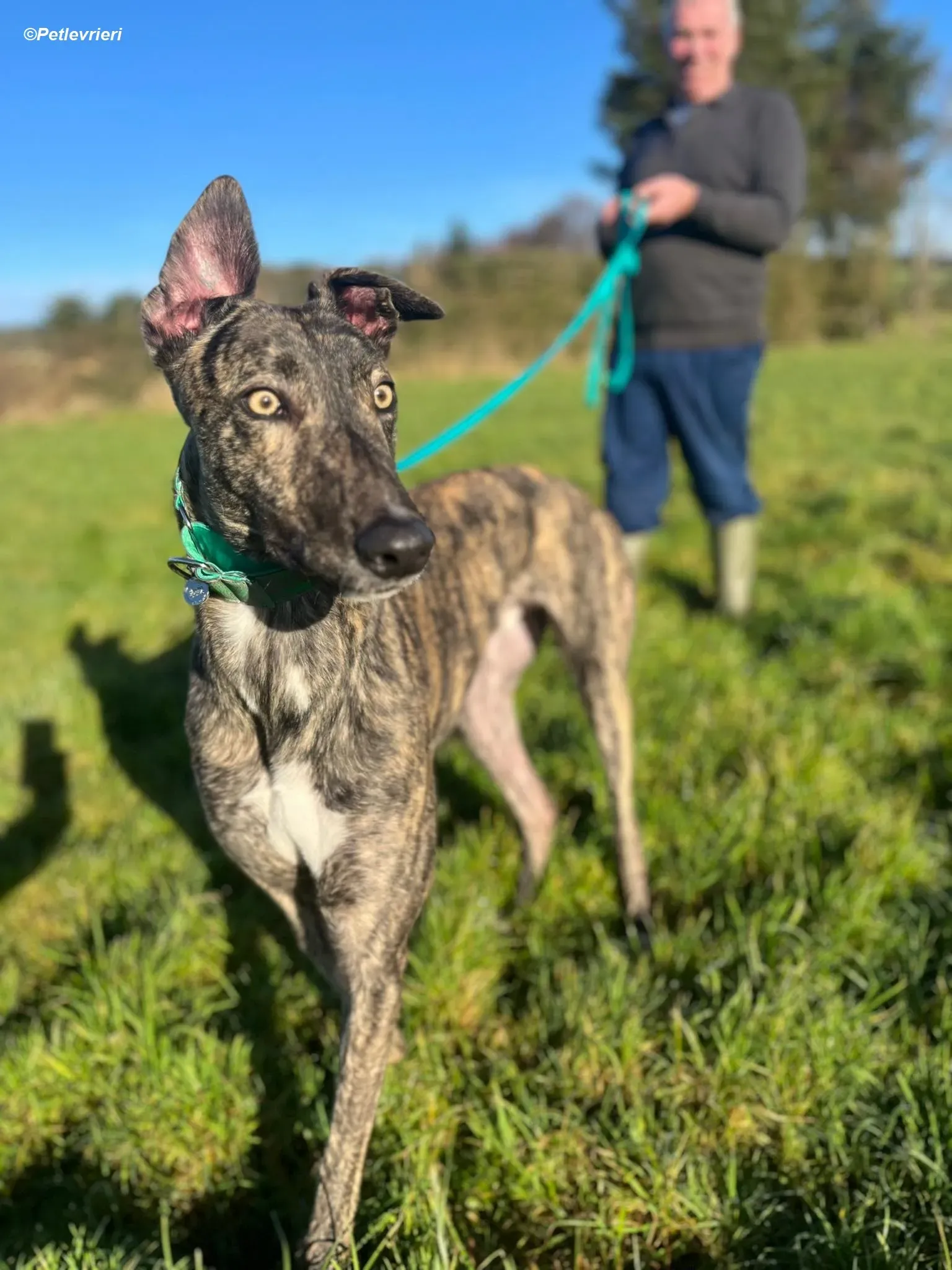 Arthur adozione levrieri greyhound 5