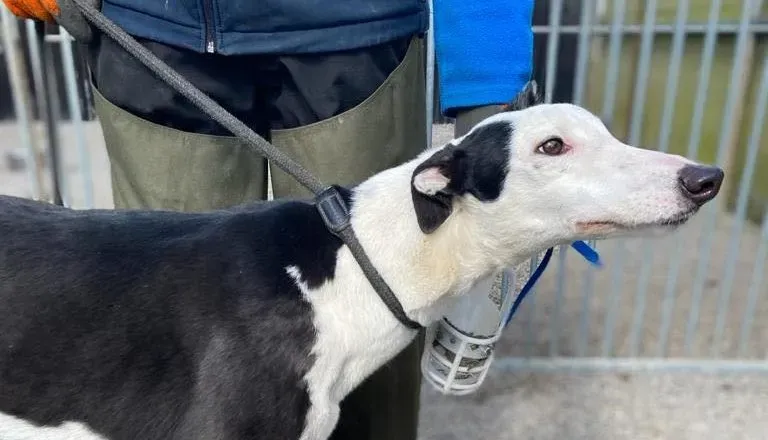 Artist adozione levrieri greyhound 1 e1616866140402
