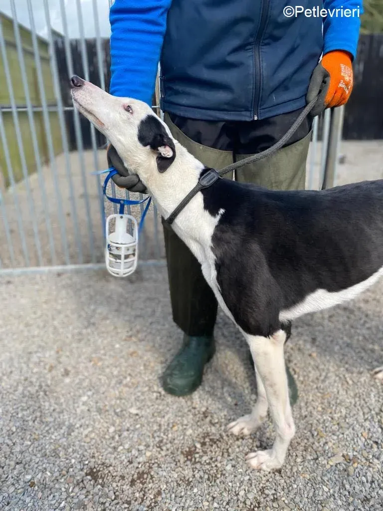 Artist adozione levrieri greyhound 2