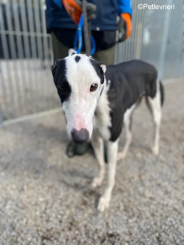 Artist adozione levrieri greyhound 3