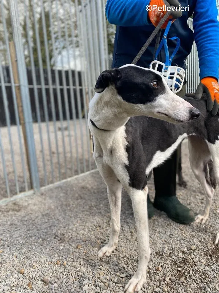 Artist adozione levrieri greyhound 4