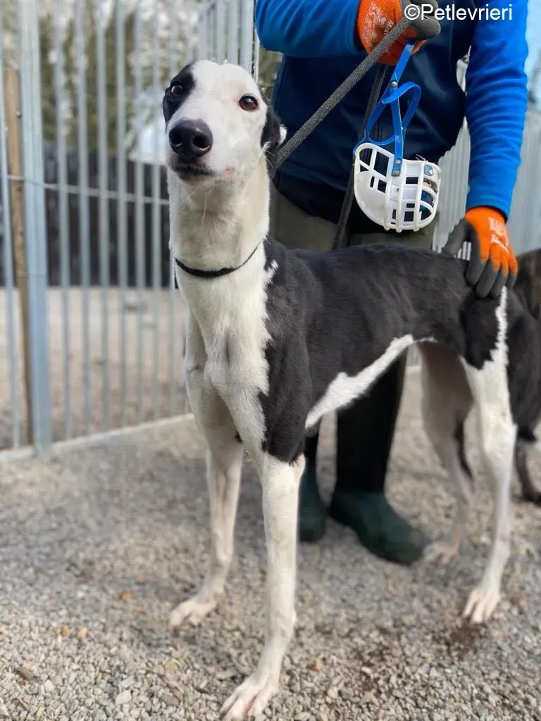 Artist adozione levrieri greyhound 5