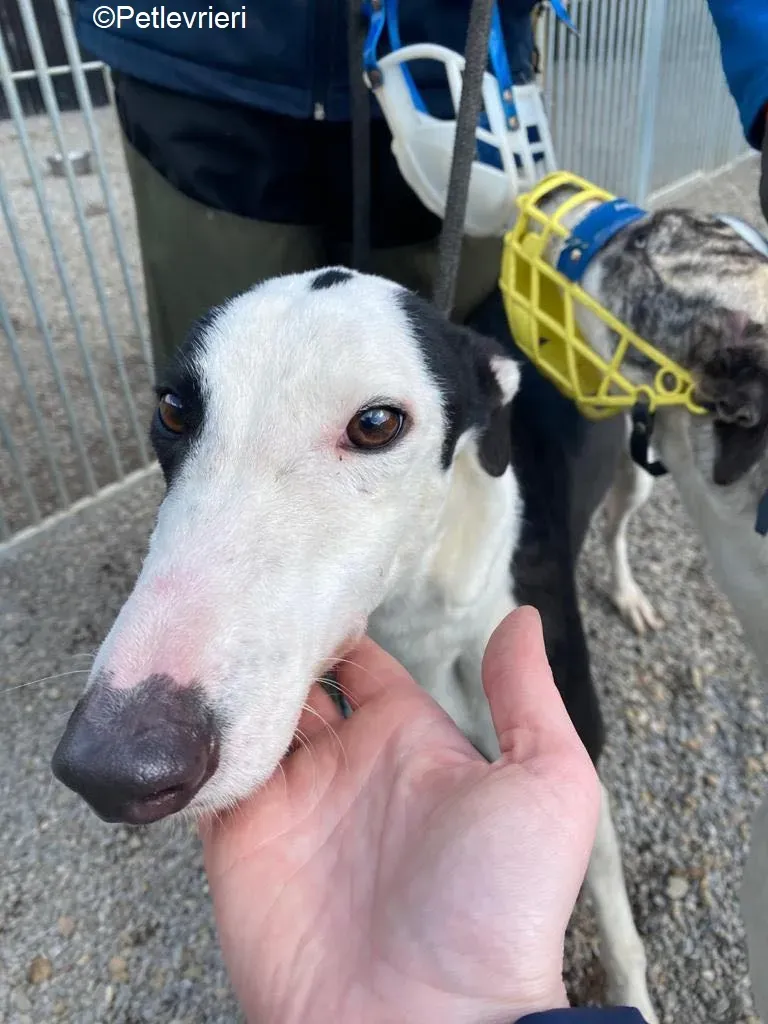 Artist adozione levrieri greyhound 6