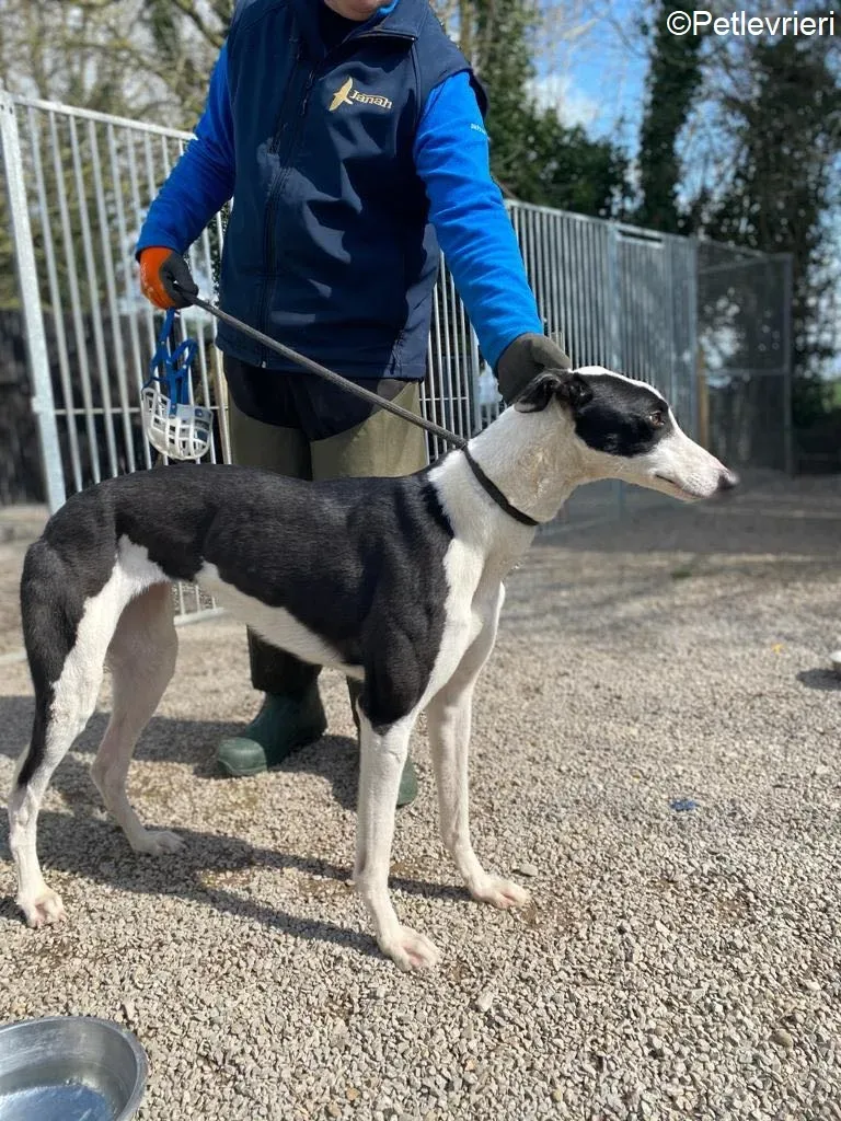 Artist adozione levrieri greyhound 7