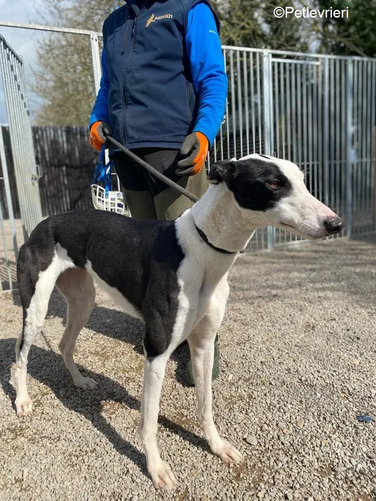 Artist adozione levrieri greyhound 8