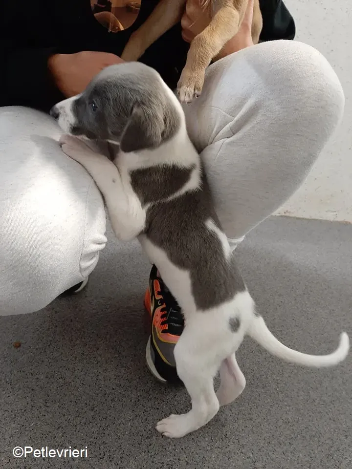 Artù adozione levrieri greyhound 10