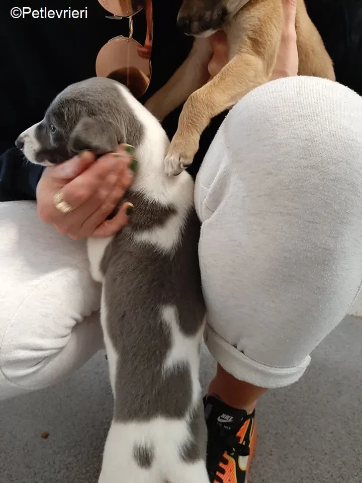 Artù adozione levrieri greyhound 11