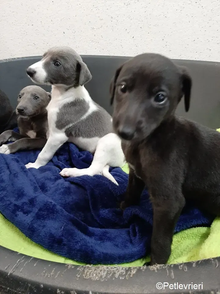 Artù adozione levrieri greyhound 2