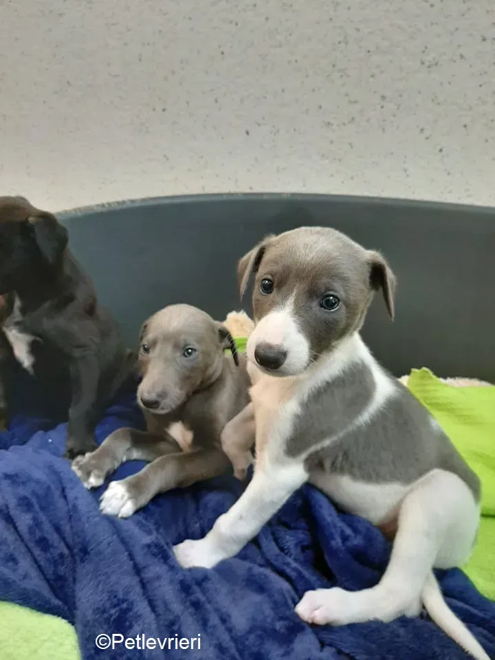 Artù adozione levrieri greyhound 3